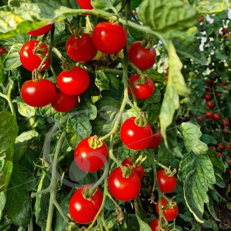 graine et semence Tomate cerise miel du Mexique