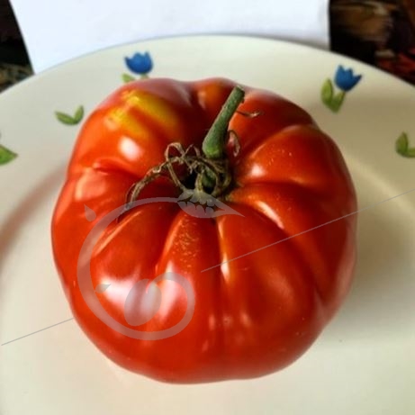 graine et semence Tomate monstrueuse de Lyon