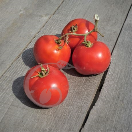 graine et semence Tomate merveille des marchés