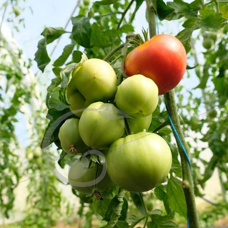graine et semence Tomate rouge Moskovitch