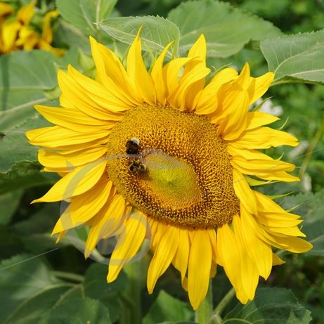 graine et semence Tournesol nain jaune
