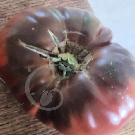 graine et semence Tomate noire russe