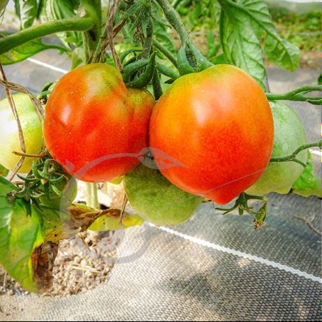graine et semence Tomate rouge Norvégienne 
