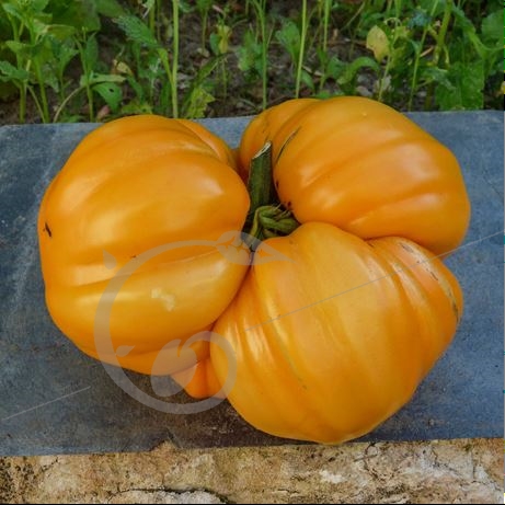 graine et semence Tomate ananas jaune