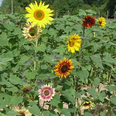 graine et semence Tournesols bicolores en mélange