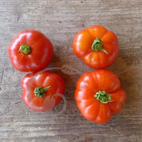 graine et semence Tomate calabash red