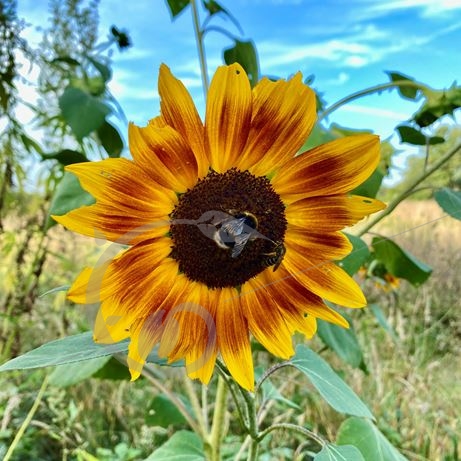 graine et semence Tournesols décoratifs hauts en mélange