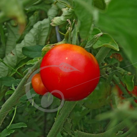 graine et semence Tomate précoce glacier