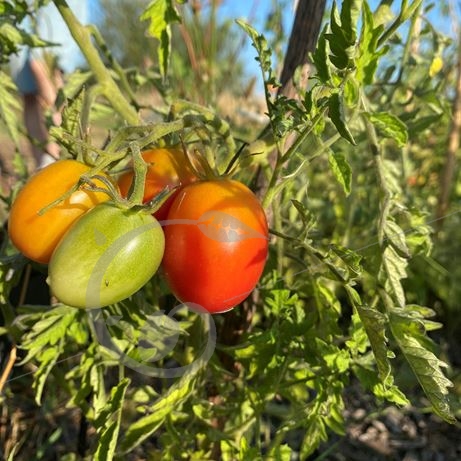 graine et semence Tomate Olirose