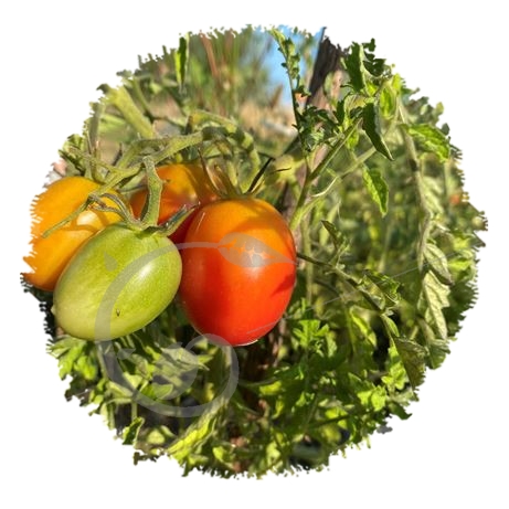 graine et semence Tomate Olirose
