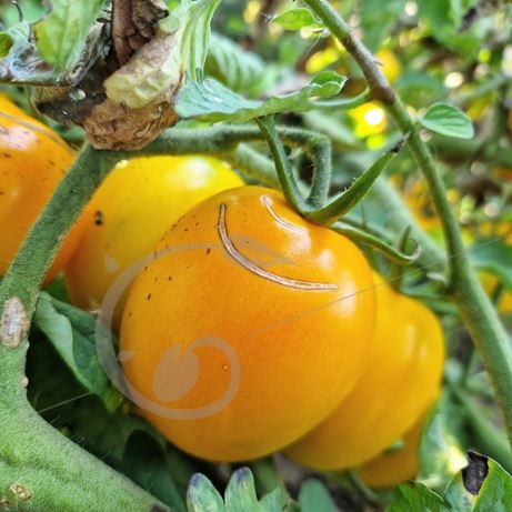 graine et semence Tomate de Berao Jaune