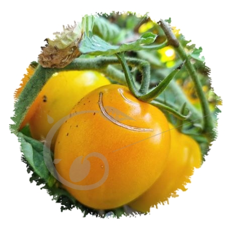 graine et semence Tomate de Berao Jaune