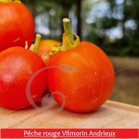 graine et semence Tomate pêche jaune