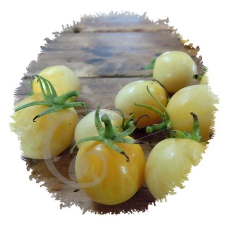 graine et semence Tomate pêche jaune