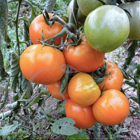 graine et semence Tomate orange queen