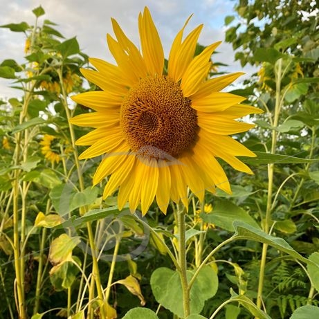 graine et semence Tournesol soleil