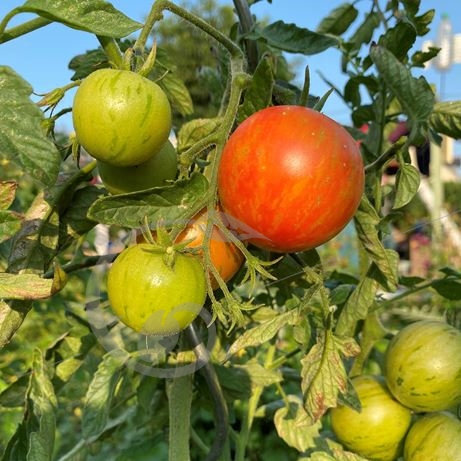 graine et semence Tomate bigarrée Tigerella