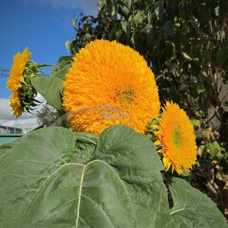 graine et semence Tournesol Ours en peluche