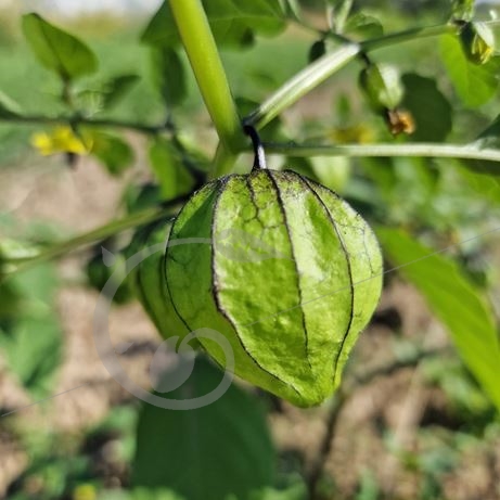 graine et semence Physalis Tomatillo verde
