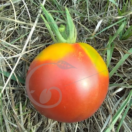 graine et semence Tomate précoce de Monteneuf Anastatsia