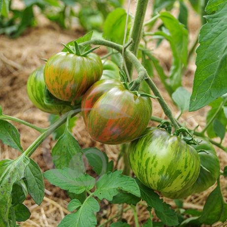 graine et semence Tomate rose Berkeley tie dye
