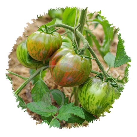 graine et semence Tomate rose Berkeley tie dye