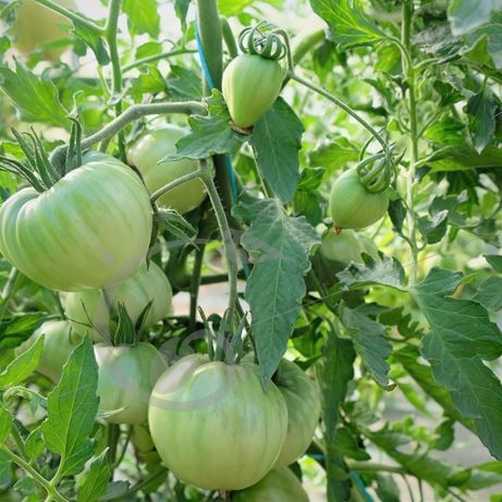 graine et semence Tomate coeur de boeuf noire Charbonneuse