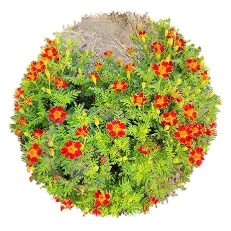 graine et semence Tagète Paprika gem