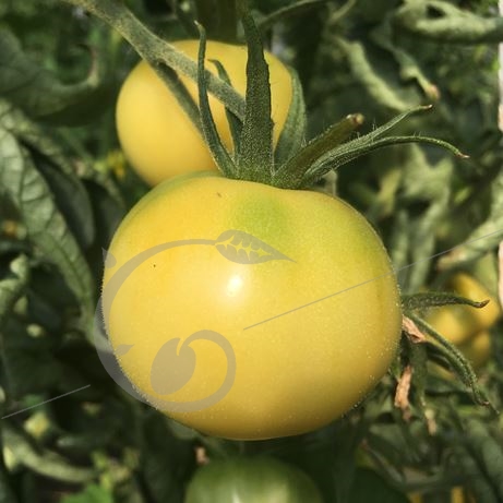 graine et semence Tomate blanche de Picardie