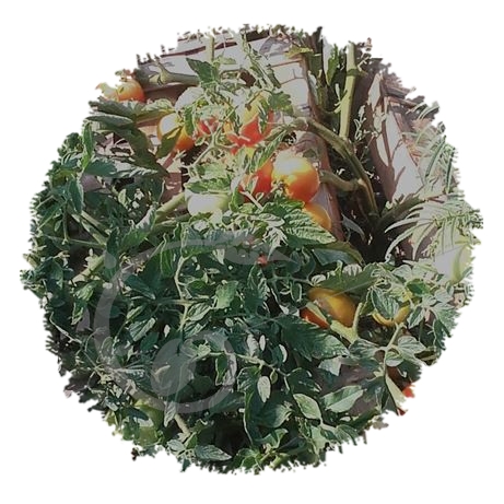 graine et semence Tomate buissonnante sans tuteur en mélange