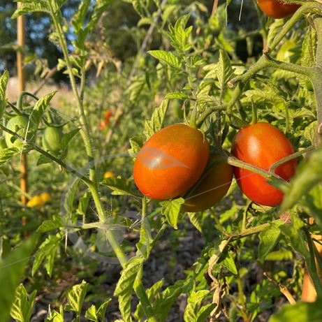 graine et semence Tomate prune noire russe