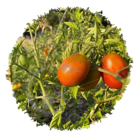 graine et semence Tomate prune noire russe