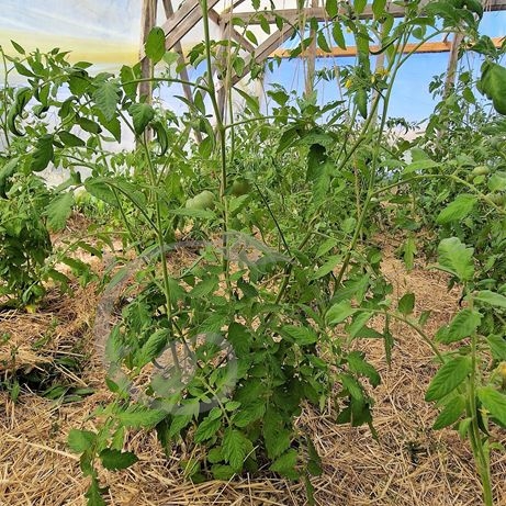 graine et semence Tomate rouge Belle du Poitou