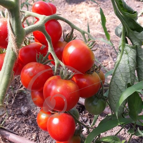graine et semence Tomate rouge précoce de Quimper
