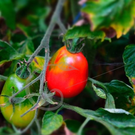 graine et semence Tomate rose poire ukrainienne