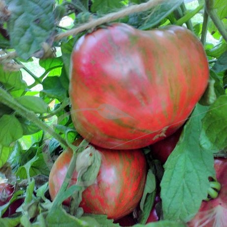 graine et semence Tomate zébrée queen Anne