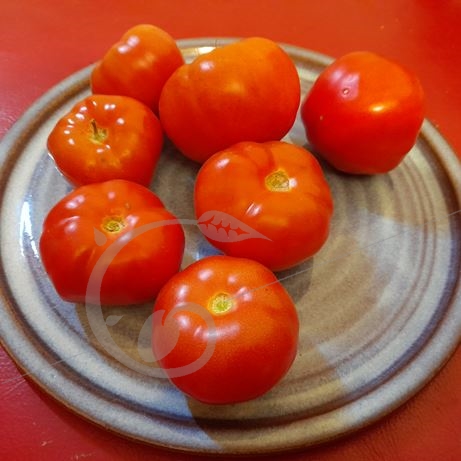 graine et semence Tomate rouge Aurore sibérienne