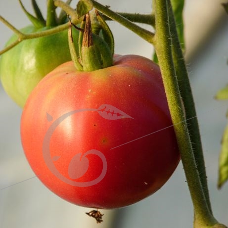 graine et semence Tomate rose de Berne
