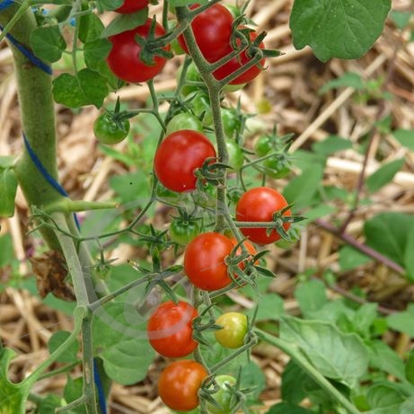 graine et semence Tomate groseille red Currant