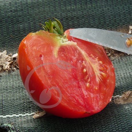 graine et semence Tomate coeur de boeuf rouge Reif red