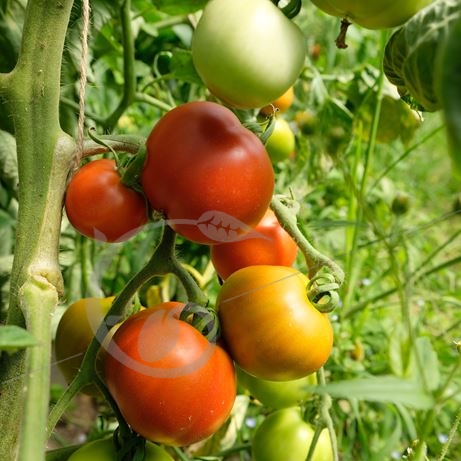 graine et semence Tomate Matina
