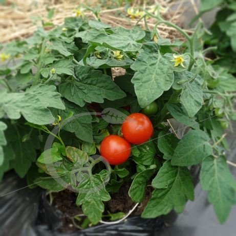 graine et semence Tomate cerise red robin