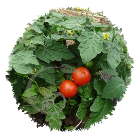 graine et semence Tomate cerise naine red robin