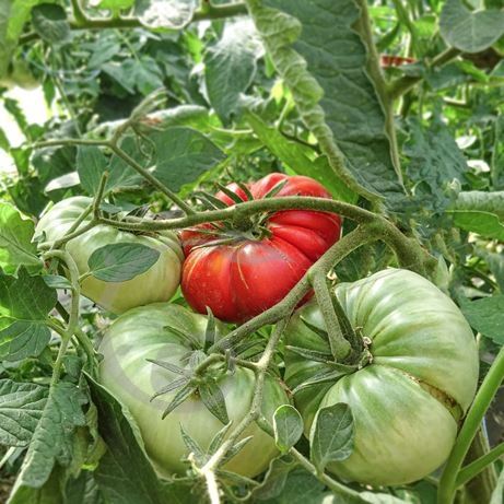 graine et semence Tomate russe rouge