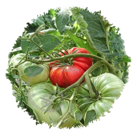 graine et semence Tomate russe rouge