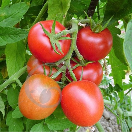 graine et semence Tomate ronde de Saumur