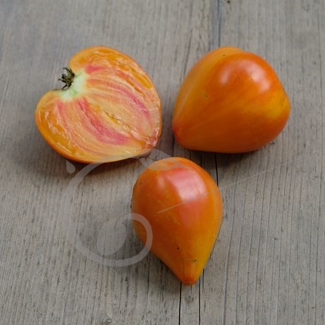 graine et semence Tomate coeur de boeuf flammée Russian 117