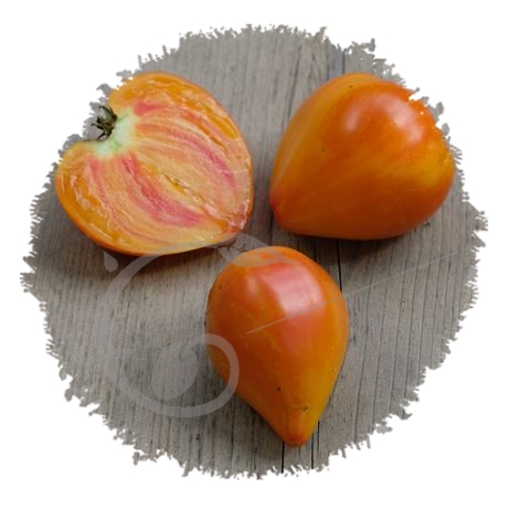 graine et semence Tomate coeur de boeuf flammée Russian 117