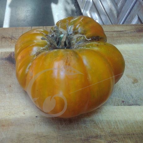 graine et semence Tomate big red zebra