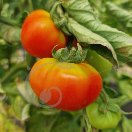 graine et semence Tomate Sasha Altaï